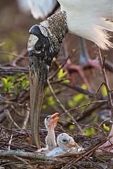 Wood Stork